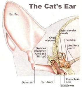 Ear diseases